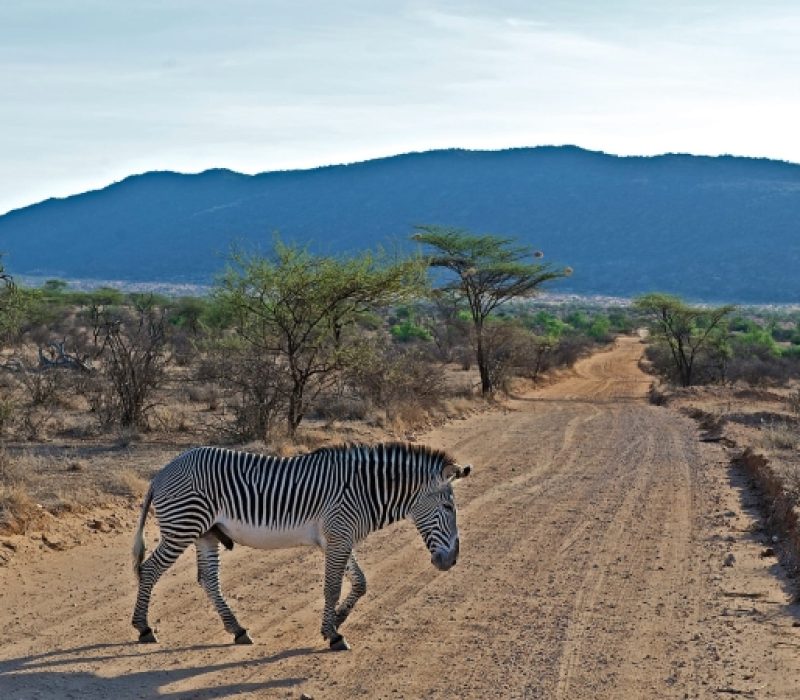 grevys-zebra-samburu-intrepids-camp