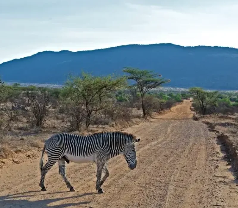 grevys-zebra-samburu-intrepids-camp