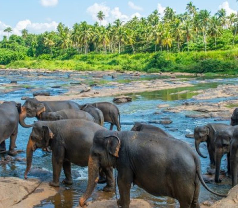 pinnawala-elephant-orphanage-r1k4rvdp3208wvd5p6g5k9luxauusqoeb54a6eazds