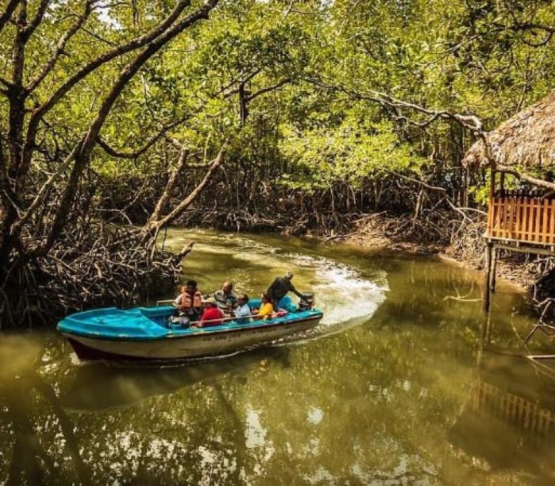 sailing-through-mangroves
